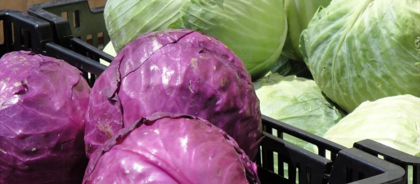 Λάχανο: Το φάρμακο του Πυθαγόρα και τα οφέλη του στην υγεία